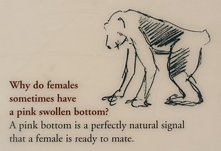 I know at least one woman who is always ready to mate when her bottom is bright red...